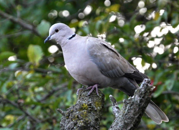istock A garden turtle dove (Streptopelia decaocto) is sitting on a tree branch 1442571017