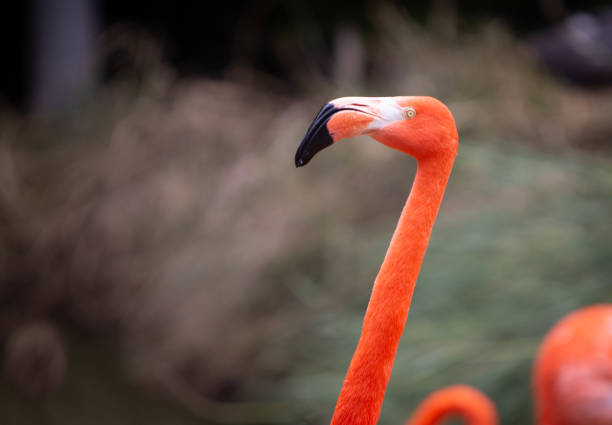 Head of a Flamingo