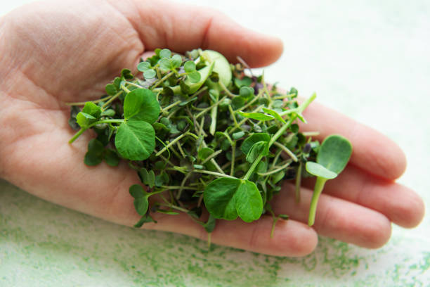 istock Fresh  sprouts in hand on green wood, top view. 1442572892