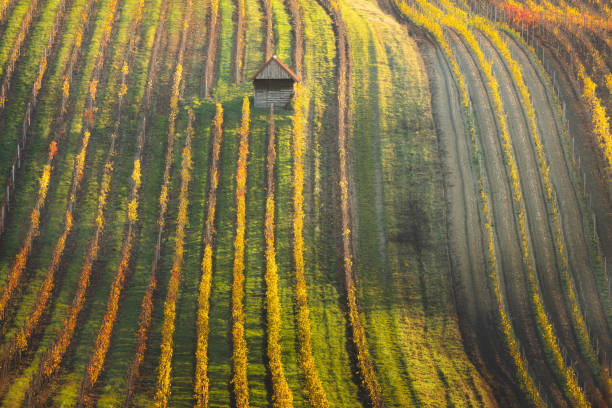 A lone shed in autumn in a colourful vineyard in the rolling hills and rural countryside agricultural landscape in the Hodonin District of South Moravia in the Czech Republic.