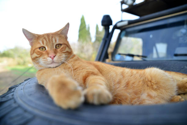 istock Cat lying in tire on car hood 1442573038