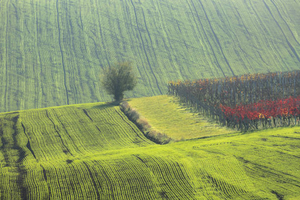 Agricultural tractor track lines over the rolling countryside landscape and vineyard in the farmland of South Moravia in the Czech Republic.