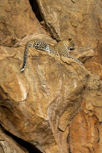 istock Leopard lies on rocky ledge staring down 1442573687