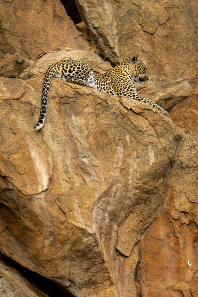 istock Leopard lies on rocky ledge gazing ahead 1442573700