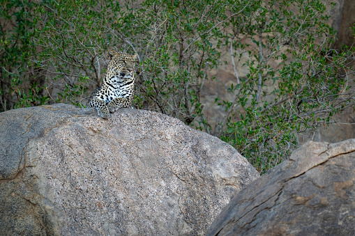 Leopard lies on shady boulder among trees