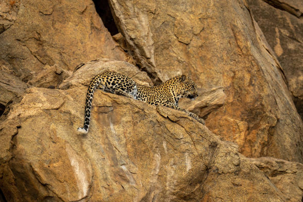 istock Leopard lies on steep rockface staring down 1442573761