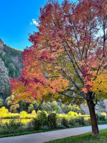 Bright autumn leaf colors in Colorado