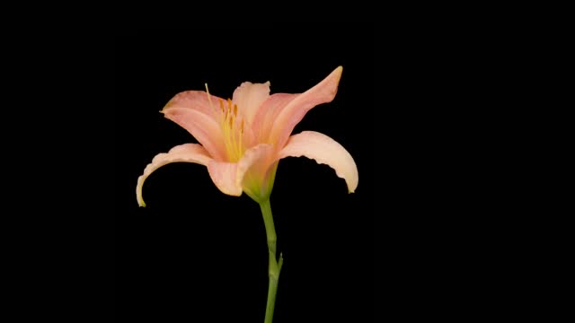 Beautiful flowers day lily opening. Blooming of lily flowers on black background. Timelapse.