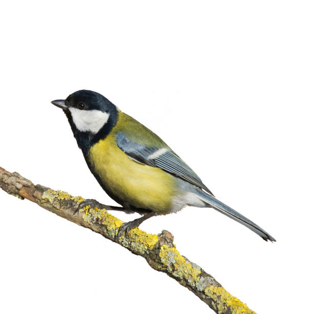 istock Colorful great tit Parus major perched on a tree, photographed in horizontal, bird isolated on white background 1442573947