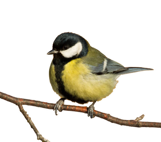 istock Colorful great tit Parus major perched on a tree, photographed in horizontal, bird isolated on white background 1442573949