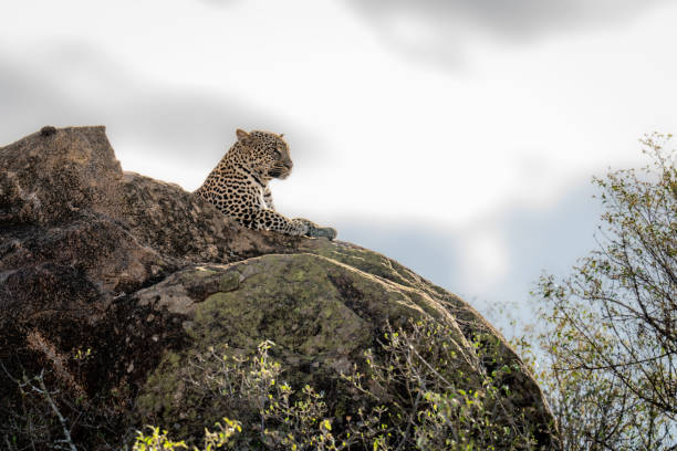 istock Leopard lies on rocky outcrop above trees 1442573976