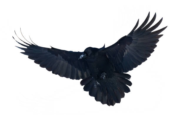 istock Birds flying raven isolated on white background Corvus corax. Halloween 1442574012