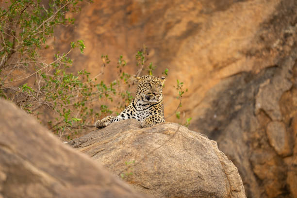 istock Leopard lies on rock beside leafy bushes 1442574015