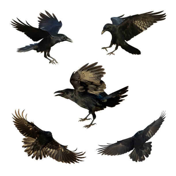istock Birds flying ravens isolated on white background Corvus corax. Halloween - mix five birds 1442574016