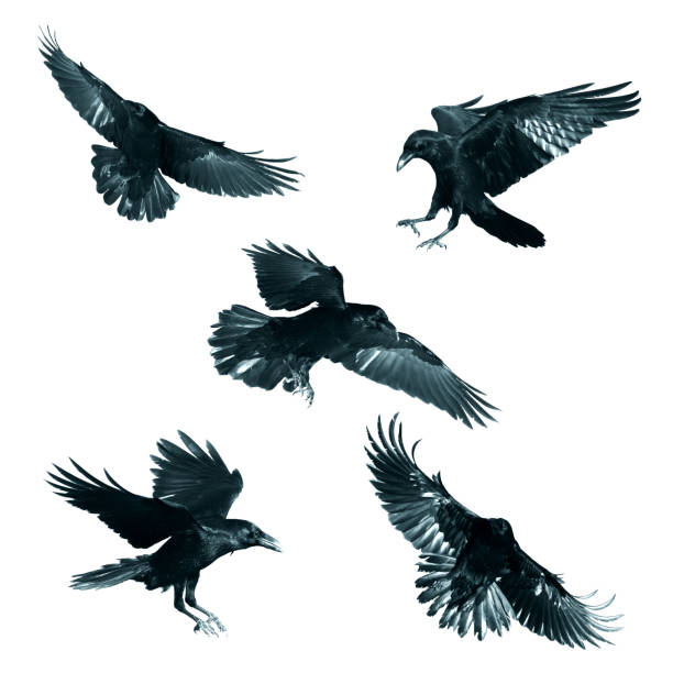 istock Birds flying ravens isolated on white background Corvus corax. Halloween - mix five birds 1442574019
