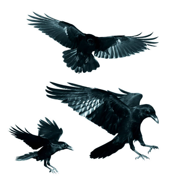 istock Birds flying ravens isolated on white background Corvus corax. Halloween - mix three birds 1442574023