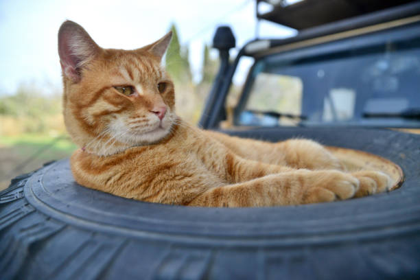 istock Cat lying in tire on car hood 1442574399