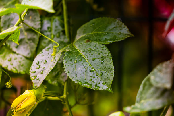 Leaves and drops after the rain