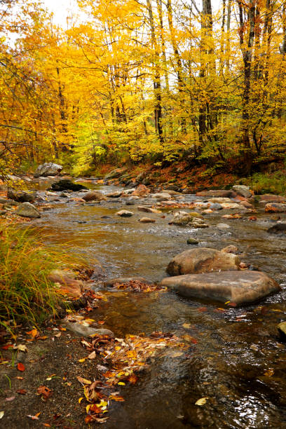 Stream flowing through a forest in Autumn stock photo