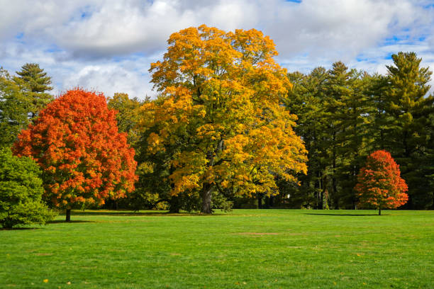Trees in a meadow with yellow or red leaves in Autumn stock photo