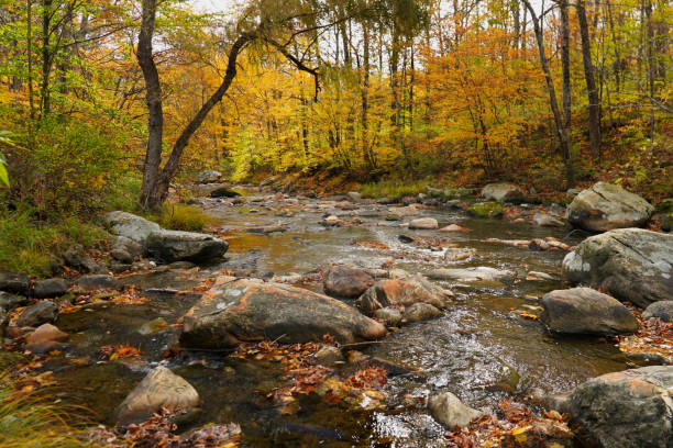 istock Rock filled stream flowing through a forest in Autumn 1442576504