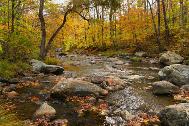 Rock filled stream flowing through a forest in Autumn stock photo