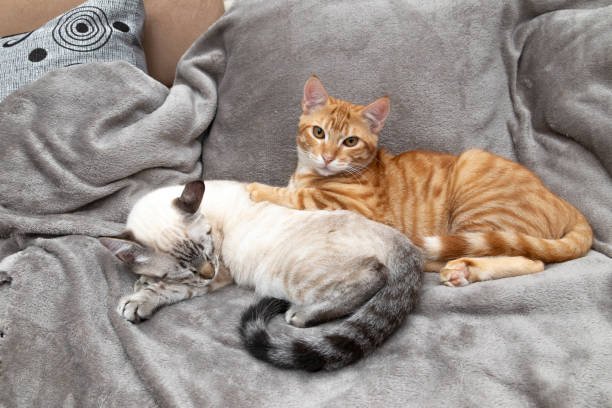 istock An orange cat and another white cat lying together on a gray blanket. 1442578625