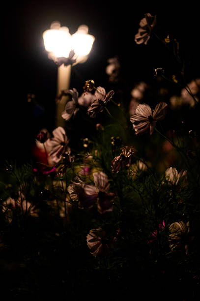 istock Vibrant blooming Cosmos flowers illuminated by lantern light at night 1442580321