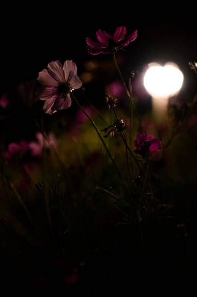 istock Vibrant blooming Cosmos flowers illuminated by lantern light at night 1442580333
