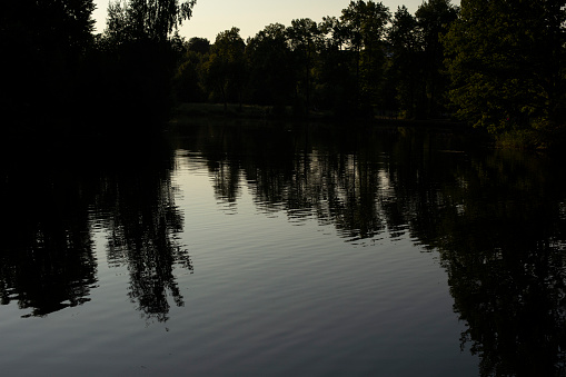 Fan on pond in park. Forest reflection in water. Lake after sunset. Silhouettes of trees in park.