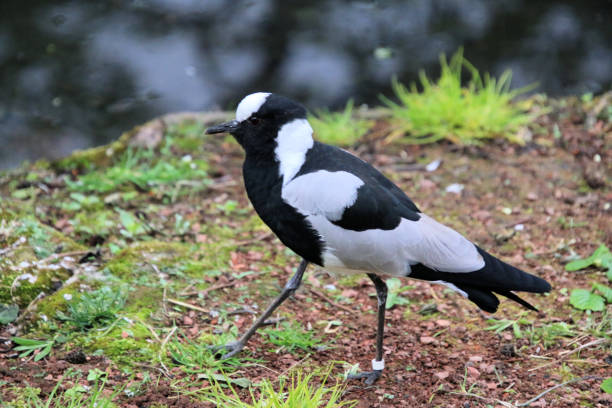 istock A view of a Bird 1442582584