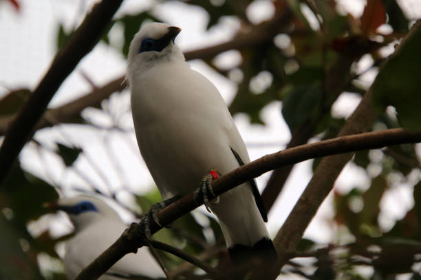 istock A view of a Bird 1442582585