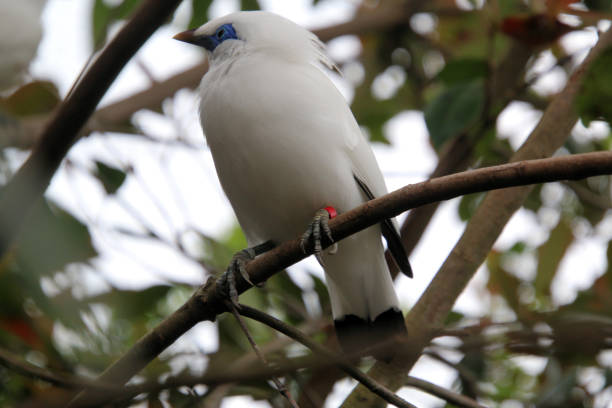 istock A view of a Bird 1442583100