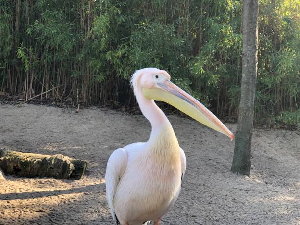 istock Pink Flamingo 1442583137