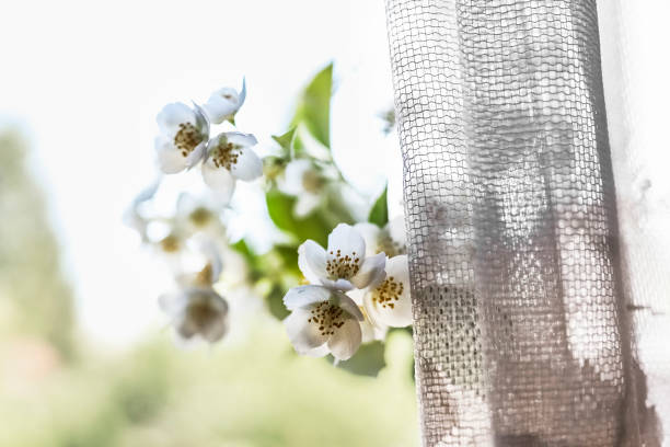 istock A bottle with blooming jasmine branches by the window in a rustic house 1442584569