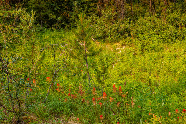 istock Coral Creek Banff National Park Alberta Canada 1442585611
