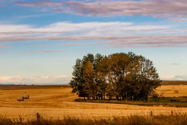 Haybales in fall fields. Wheatland County, Alberta, Canada