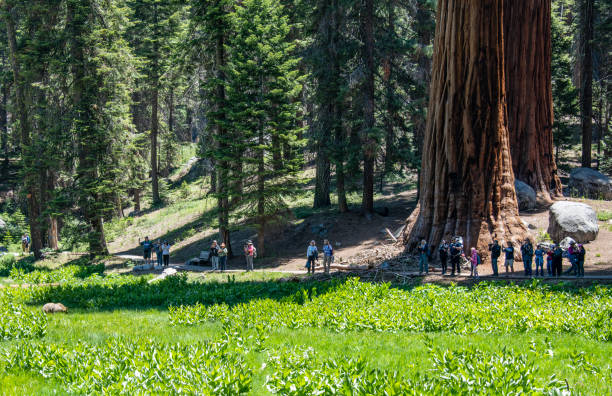 Bear and photographers A group of people are observing and photographing a black bear foraging in the meadow along Big Trees Trail in front of a giant sequoia tree.
Sequoia National Park, California, USA
06/18/2022 robert michaud stock pictures, royalty-free photos & images