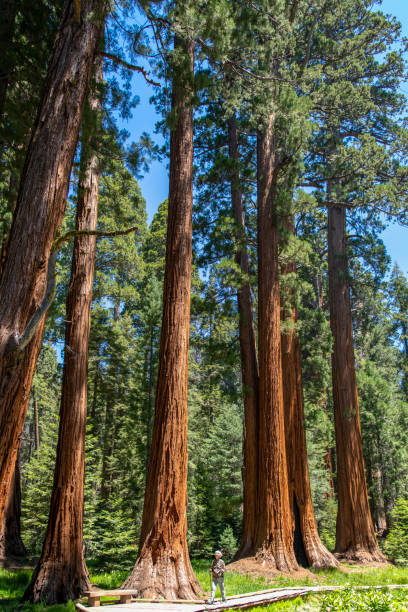 Hiker on Big Trees Trail A hiker is walking in front of a grove of giant sequoia trees on the Big Trees Trail. The trees are 250 - 300 feet tall.
Sequoia National Park, California, USA
06/18/2022 robert michaud stock pictures, royalty-free photos & images