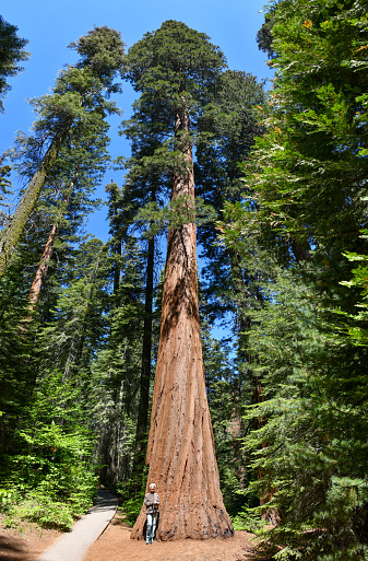 A person is standing at the base of a giant sequoia tree providing size reference. The trees are 250 - 300 feet tall.\nSequoia National Park, California, USA\n06/18/2022