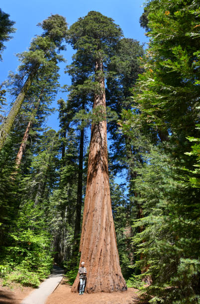 Giant Sequoia tree A person is standing at the base of a giant sequoia tree providing size reference. The trees are 250 - 300 feet tall.
Sequoia National Park, California, USA
06/18/2022 robert michaud stock pictures, royalty-free photos & images