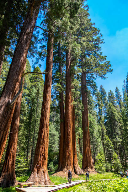 Hikers on Big Trees Trail Two hikers are walking in front of a grove of giant sequoia trees on the Big Trees Trail. The trees are 250 - 300 feet tall.
Sequoia National Park, California, USA
06/18/2022 robert michaud stock pictures, royalty-free photos & images