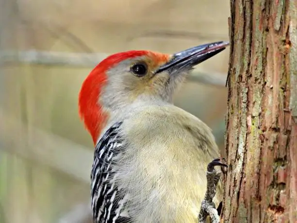 Photo of Red-bellied Woodpecker (Melanerpes carolinus) - perched in a tree showing its tongue