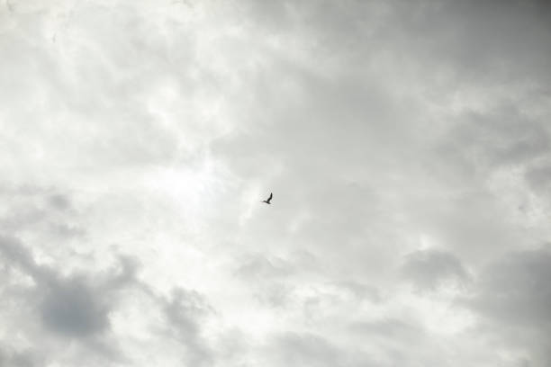 Bird is high in sky. Bird and gray clouds. Free flight.
