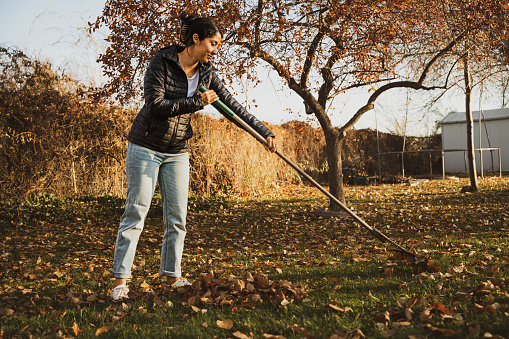 Middle Aged Women is Raking the Leaves in her Backyard, The Yearly Task of Raking Up the Leaves, African American Women is Raking the Leaves in the Backyard