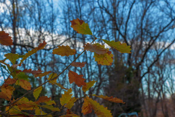 Quercus iberica is a deciduous tree native to the Caucasus. Georgian oak is a rather large tree growing up to 25 meters in height.