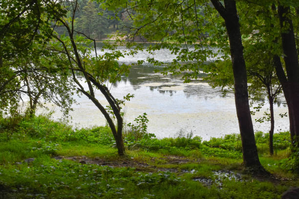 istock Lakeshore with grass area and trees 1442588726