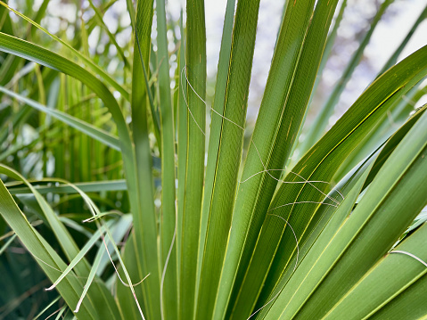 Dwarf Palmetto Palm