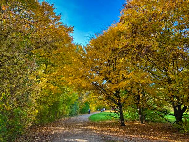 istock Autumn Coloured Trees in a Munich park. 1442590620
