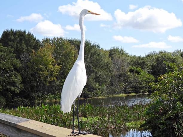 istock Great Egret (Ardea alba) - standing on a wood railing stretching its neck 1442590623